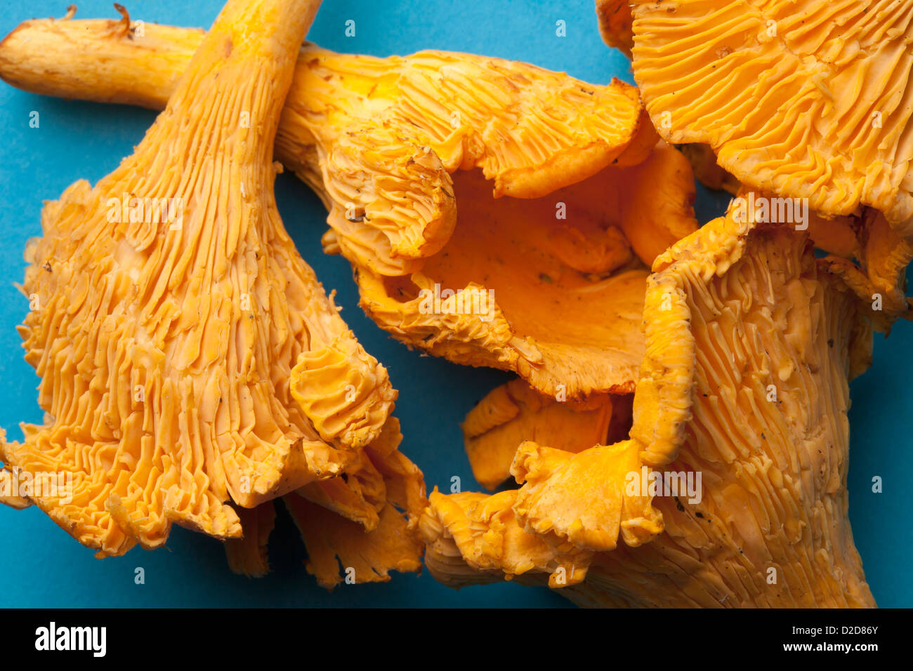 Four Chanterelle mushrooms in a heap, closeup Stock Photo Alamy