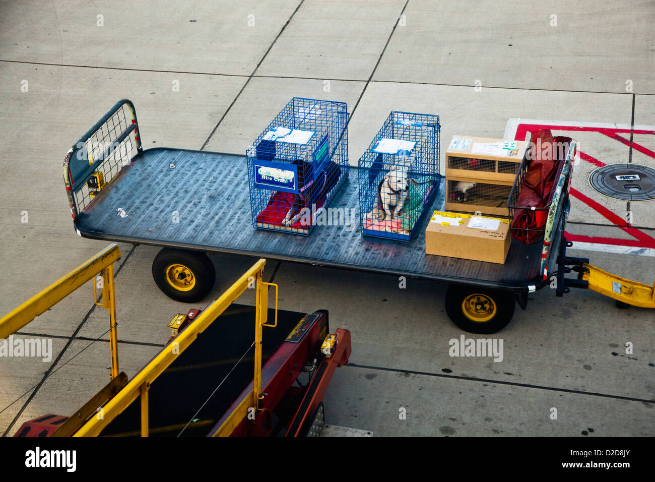 Two dogs in cages next to other luggage on a trailer at an airport Stock Photo