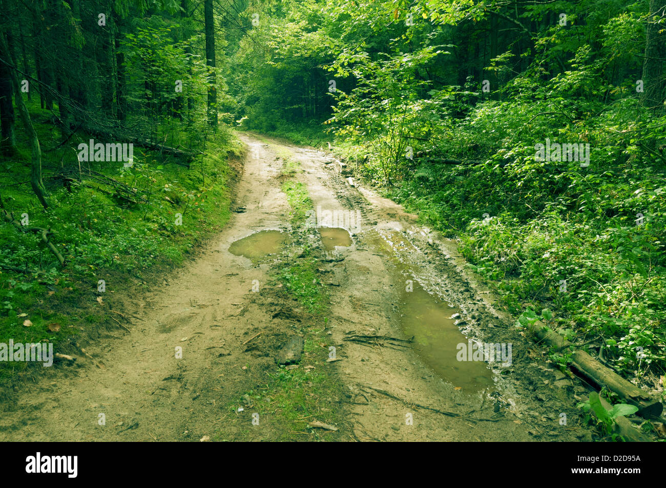 dirty road with big puddles in green summer forest Stock Photo