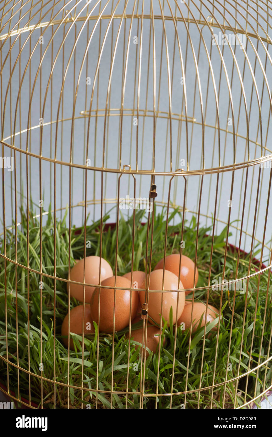 A pile of brown eggs lying on grass in a birdcage Stock Photo
