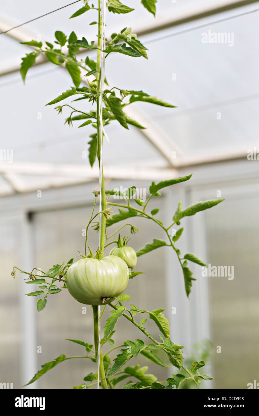 Green tomatoes growing on a vine in a greenhouse Stock Photo - Alamy