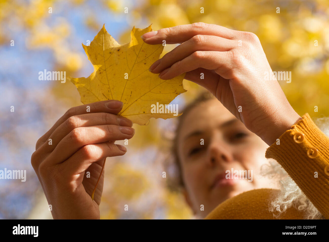 A woman examining an autumn leaf, low angle close-up of hands Stock Photo