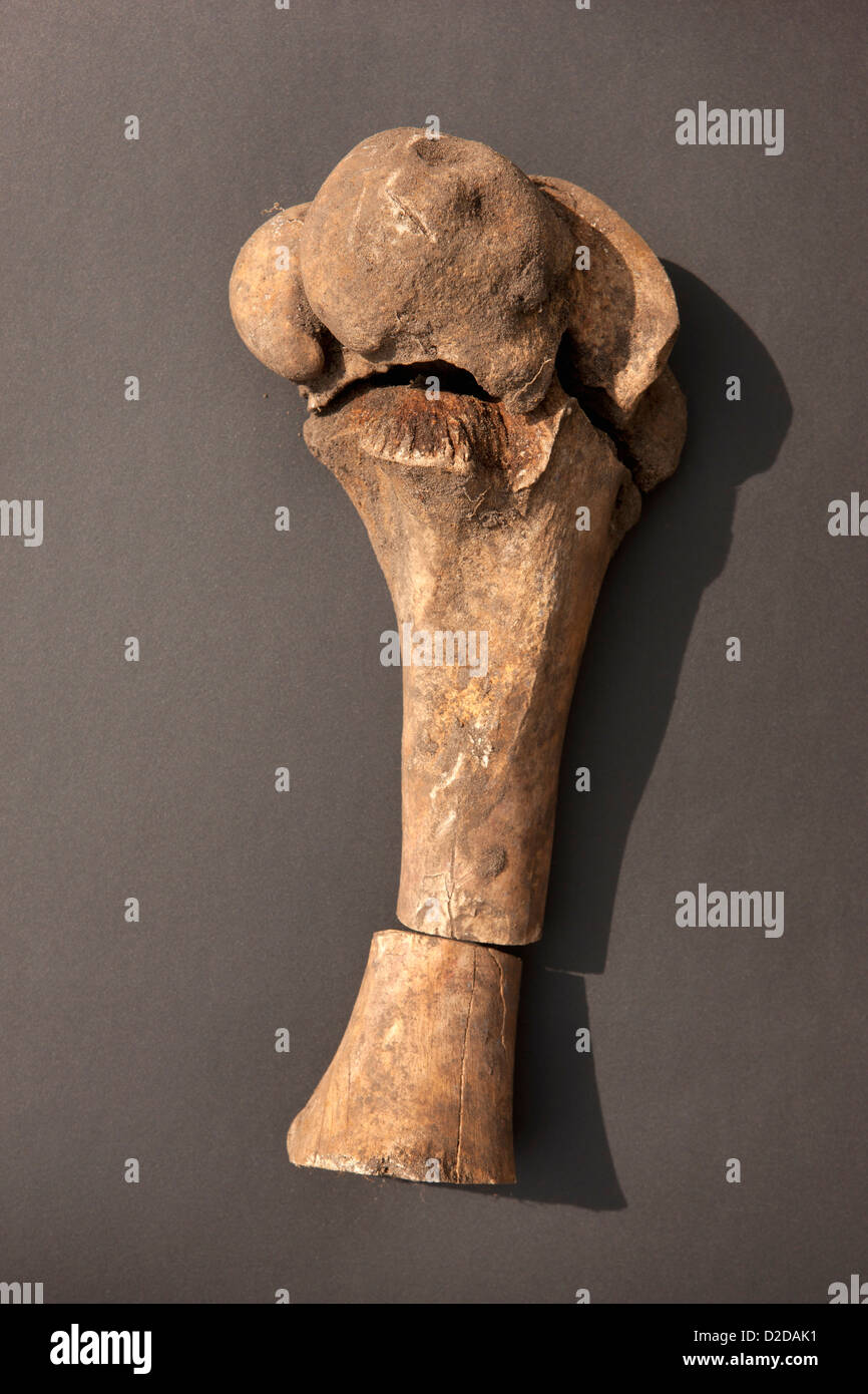 An animal bone broken into three pieces and arranged back in order