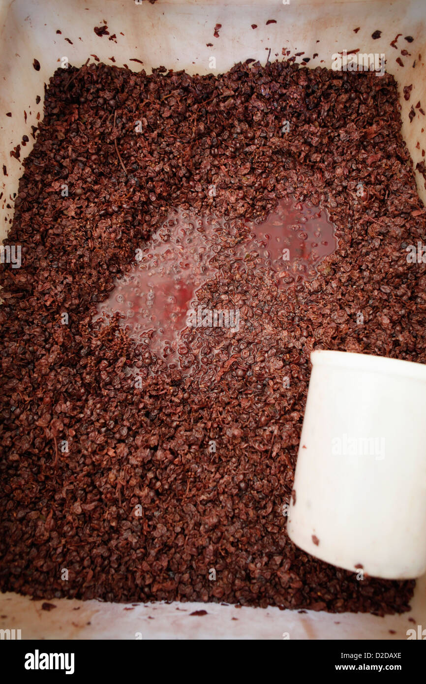 A plastic bin filled with fermenting red grapes Stock Photo Alamy