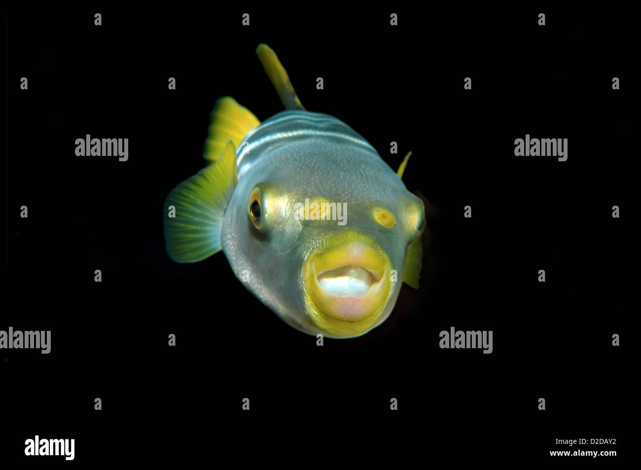 Takifugu hires stock photography and images Alamy