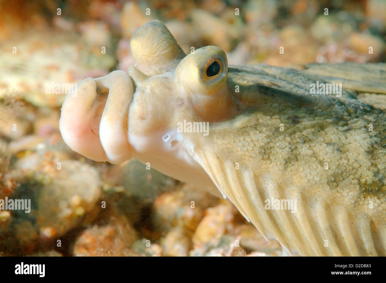 Japanese flounder (Pleuronectes japonicus) Japan sea, Far East, Primorsky Krai, Russian Federation  Stock Photo