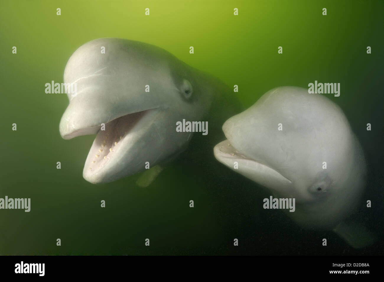 Two Beluga whales (Delphinapterus leucas) Japan sea, Far East, Primorsky Krai, Russian Federation Stock Photo