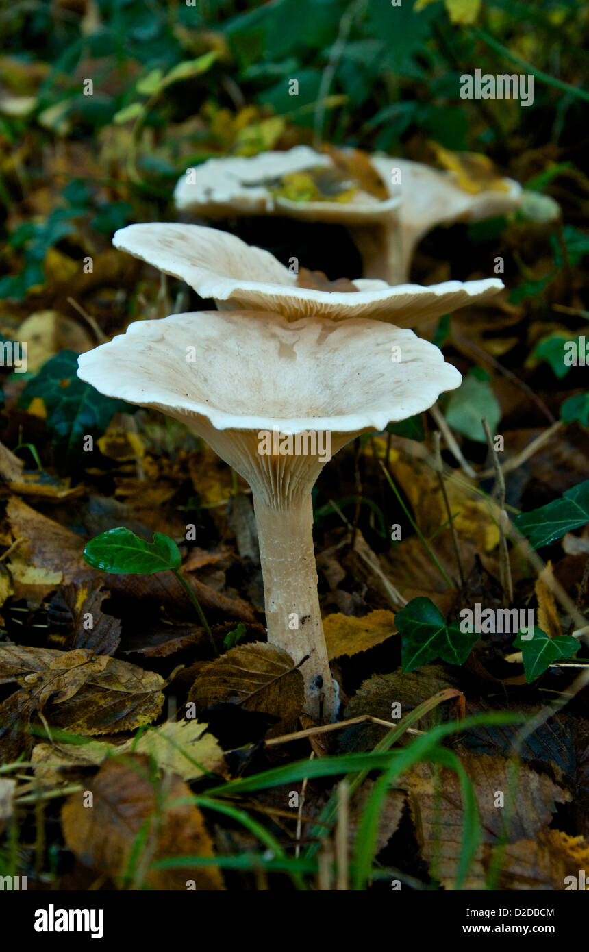 Clitocybe gibba fungi or Common Funnel Cap Stock Photo
