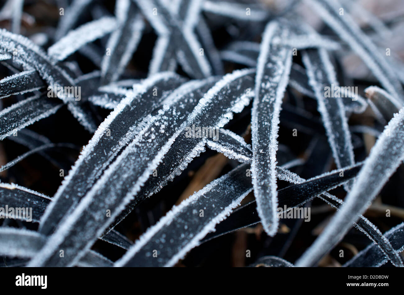 Frost on Ophiopogon planiscapus 'Nigrescens' black ornamental grass Stock Photo