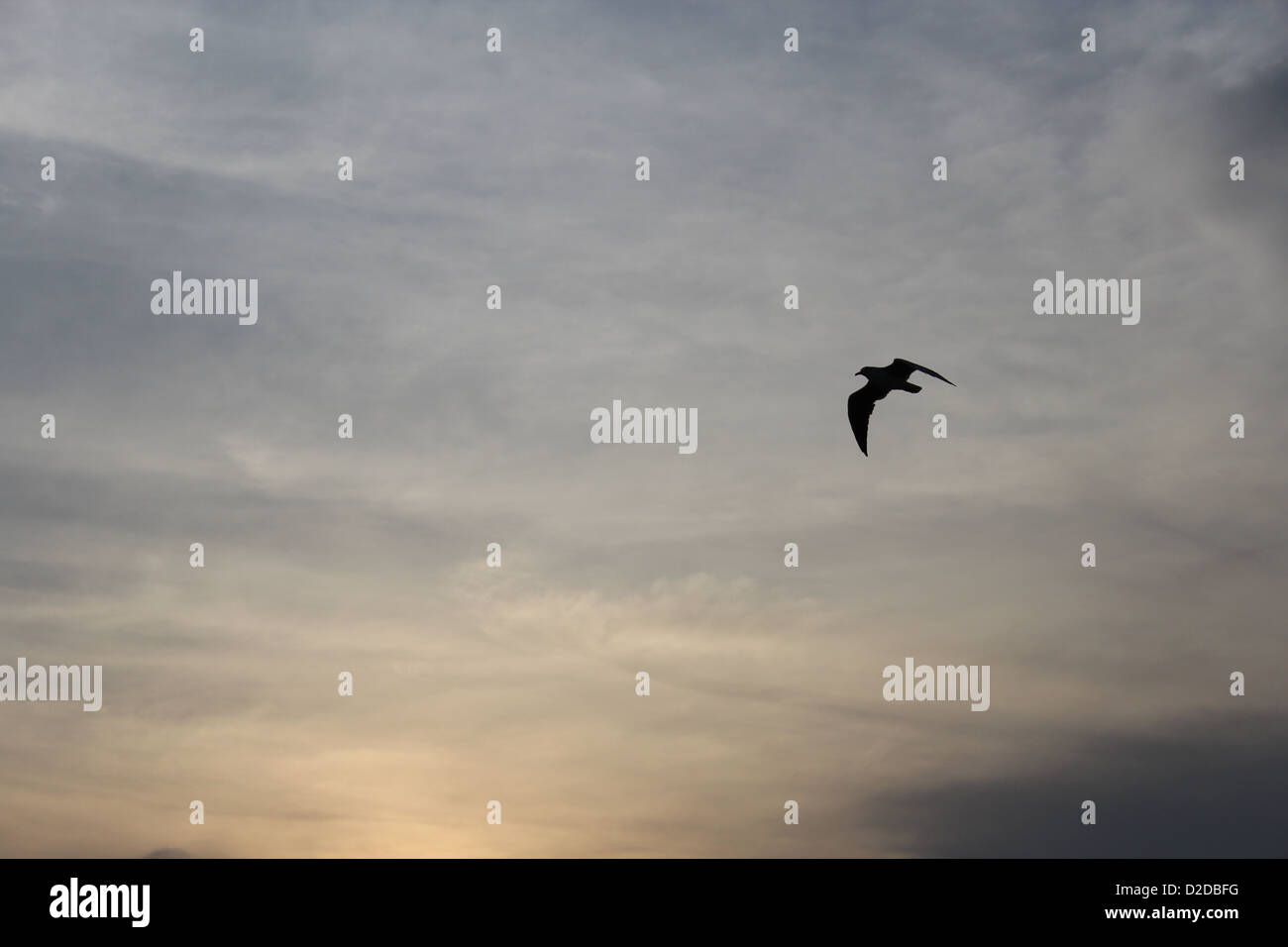 A beautifully crisp silhouette of a bird amongst the textured skyline of, Africa. Stock Photo