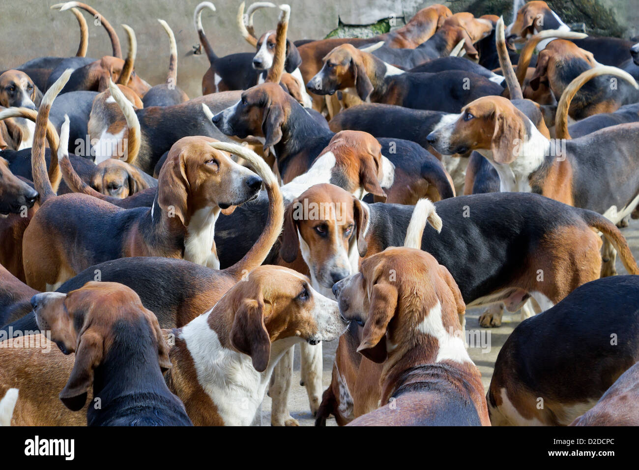 Many French purebred red hounds dogs waiting for the start of hunting