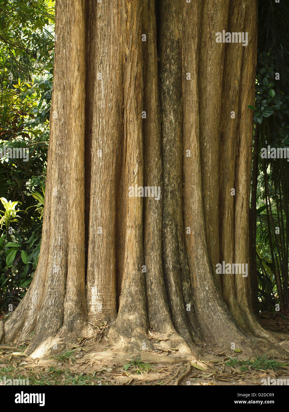 massive fluted tree trunk of tropical hardwood species in Sri Lanka with flared root structure Stock Photo