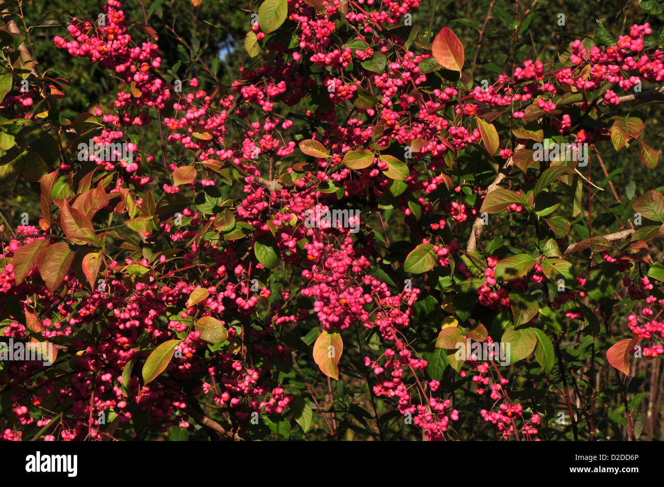 A bush full of pink spindle berries UK Stock Photo