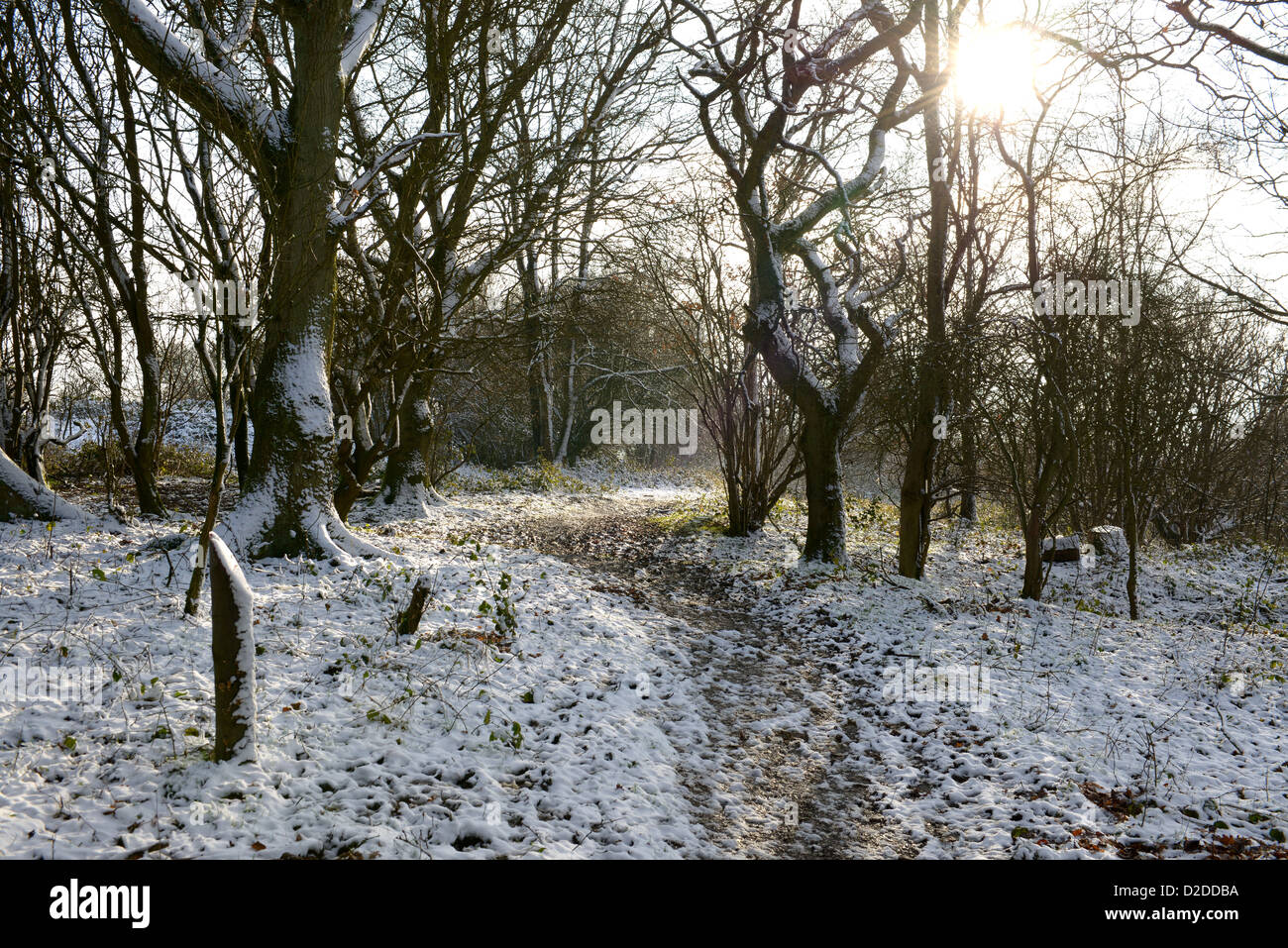Kent countryside with trees covered in snow. Winter image with sun coming through trees on to path. Stock Photo
