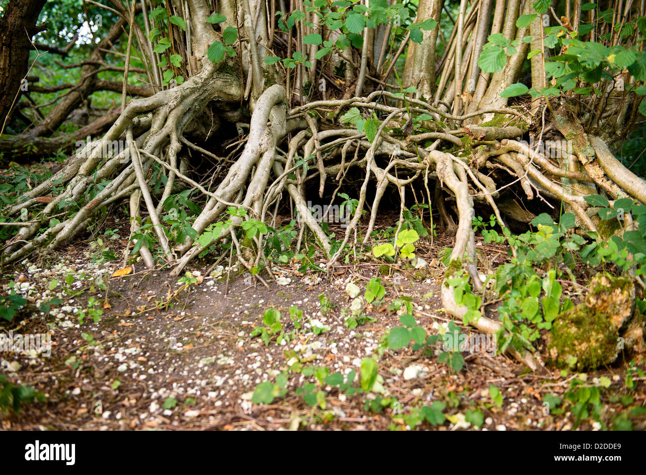 Roots country hi-res stock photography and images - Alamy
