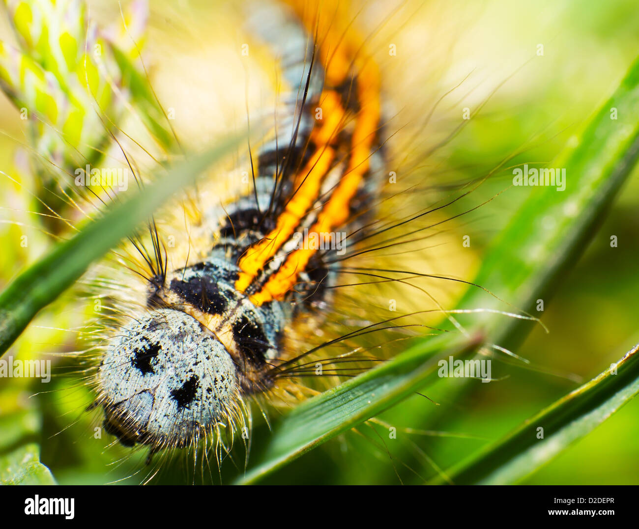 Hairy caterpillar close up hi-res stock photography and images - Alamy