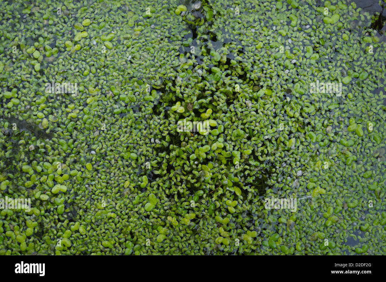Pond surface coated with dense covering of duckweed Lemna minuta Stock Photo