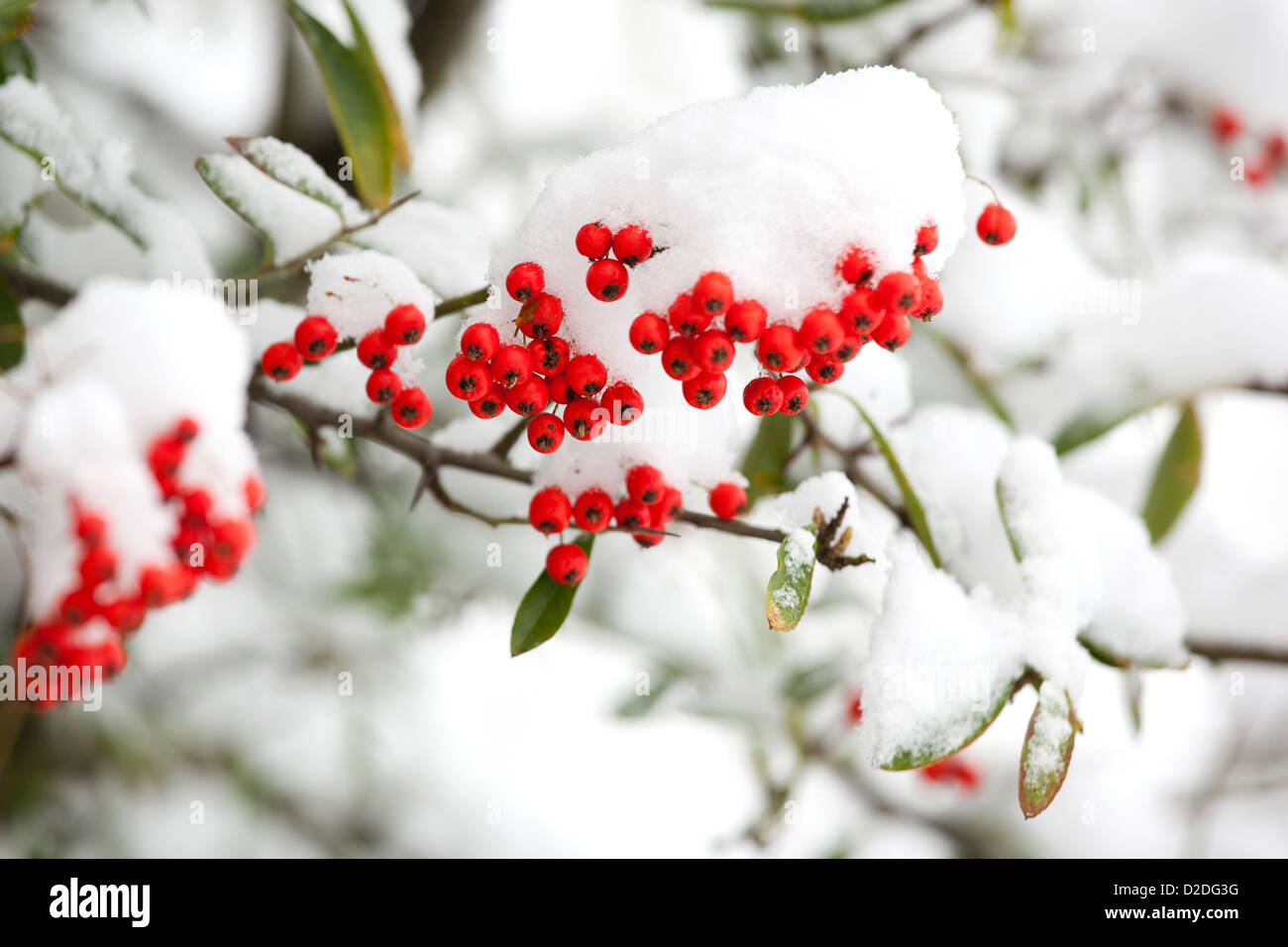 Winter berries snow hi-res stock photography and images - Alamy