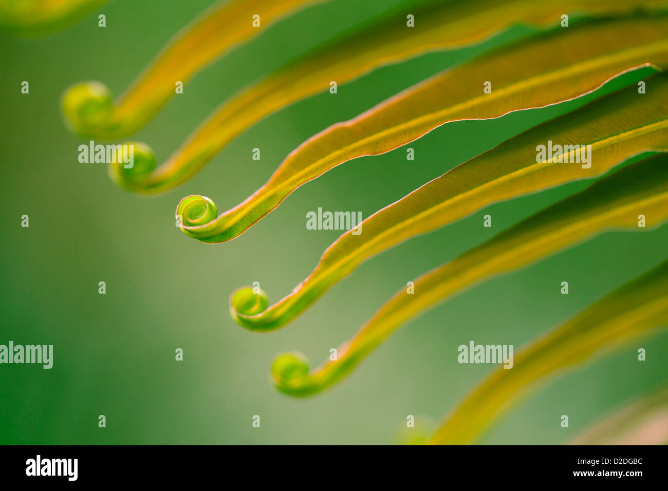 Curled Lines High Resolution Stock Photography and Images - Alamy