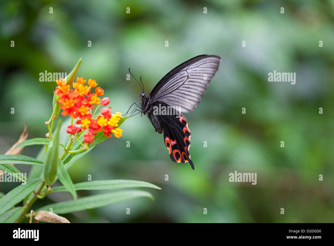Papilio helenus, a swallowtail butterfly, hovering by a flower to gather nectar. Stock Photo