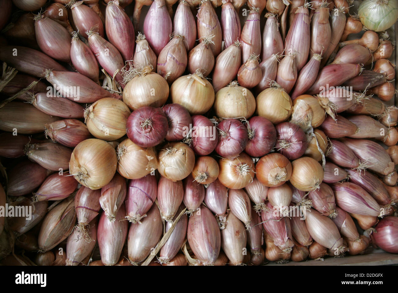 Know your onions hi-res stock photography and images - Alamy