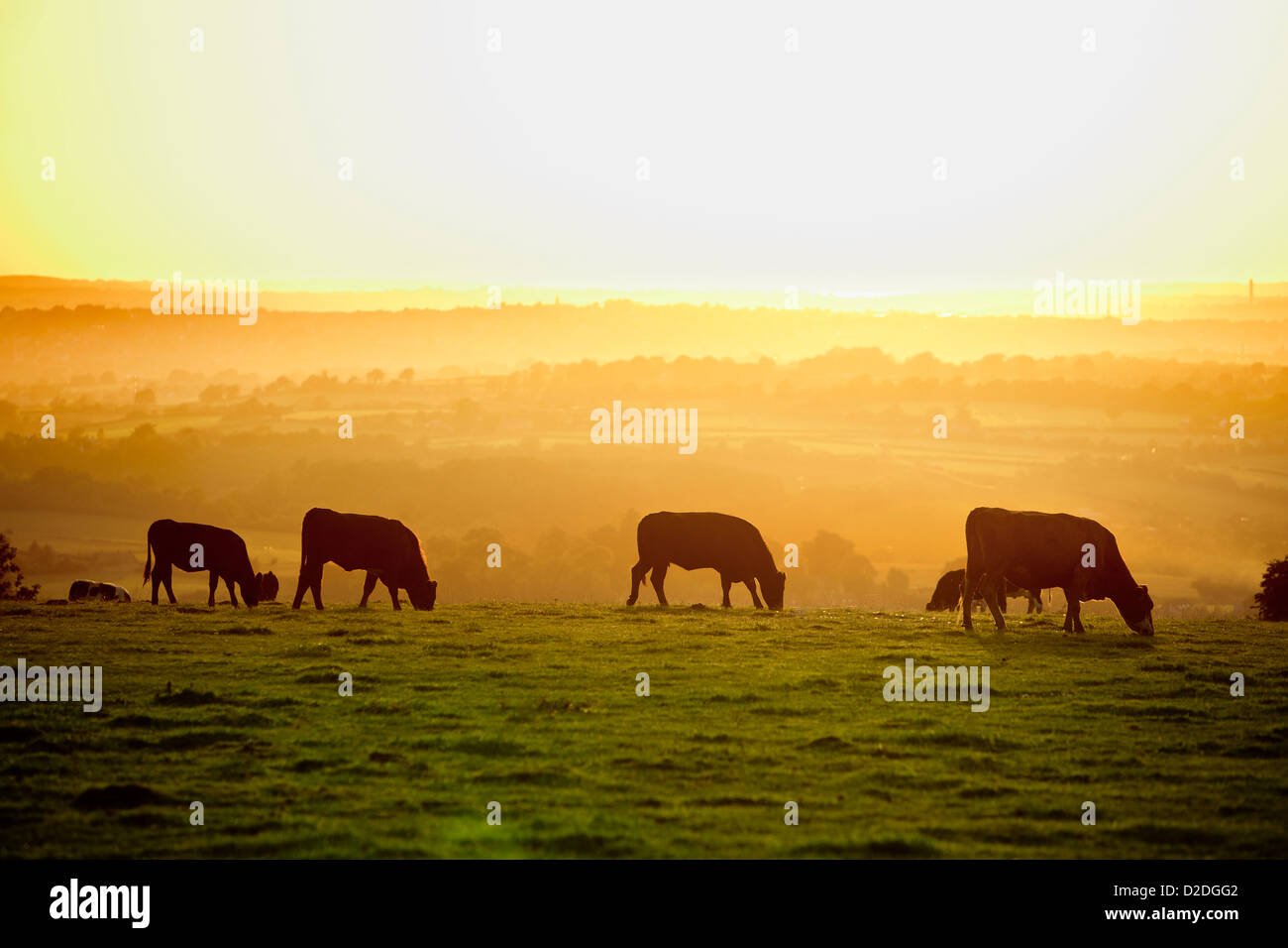 Backlit cattle grazing in a field at sunset. Stock Photo