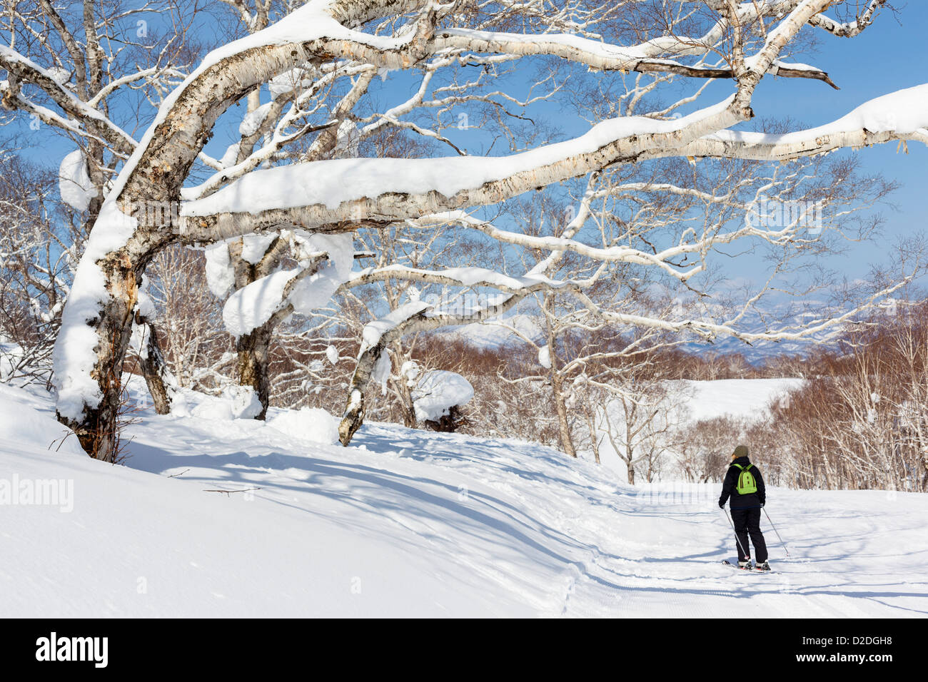 A female skier passes large silver birch trees covered in snow at the Niseko ski resort in Japan. Stock Photo