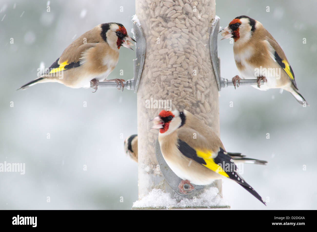 European Goldfinch [Carduelis carduelis] on bird feeder filled with sunflower hearts. Snowing. January. West Sussex, UK Stock Photo