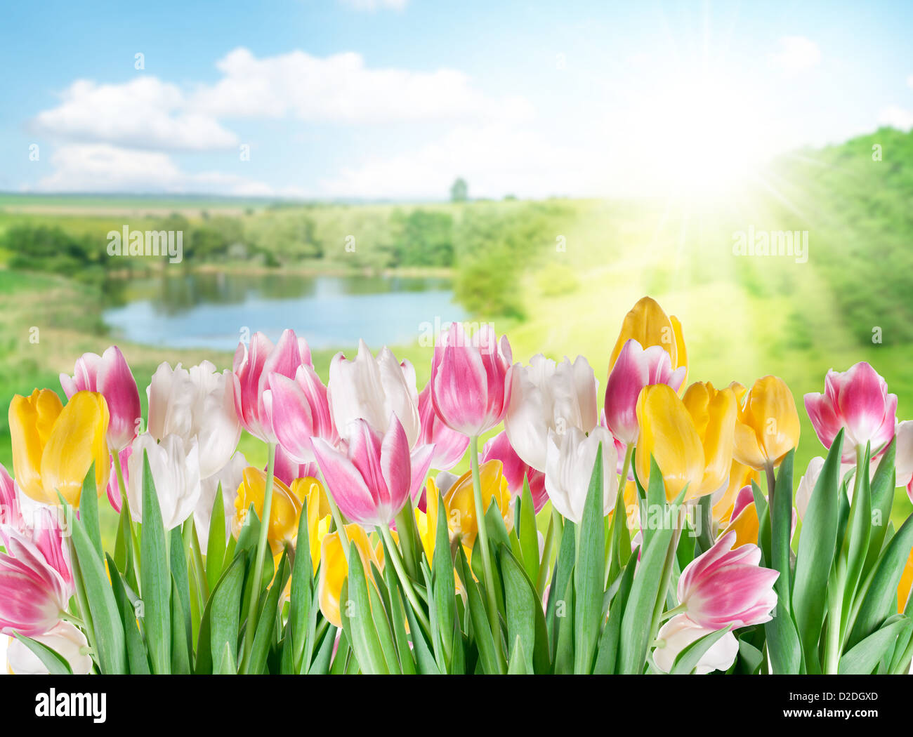 Tulips on a blur background of nature Stock Photo - Alamy