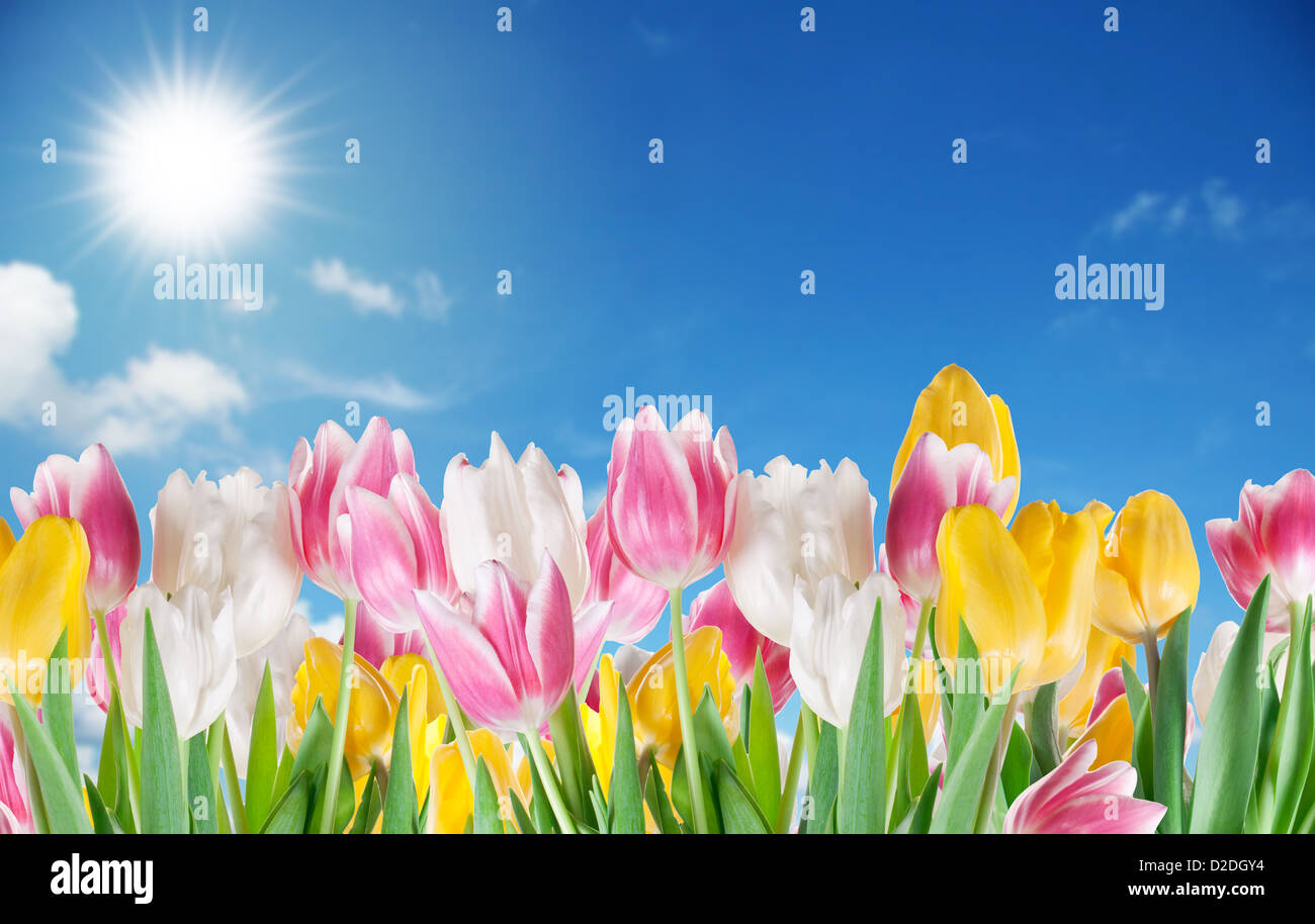Tulips on a sky background Stock Photo - Alamy