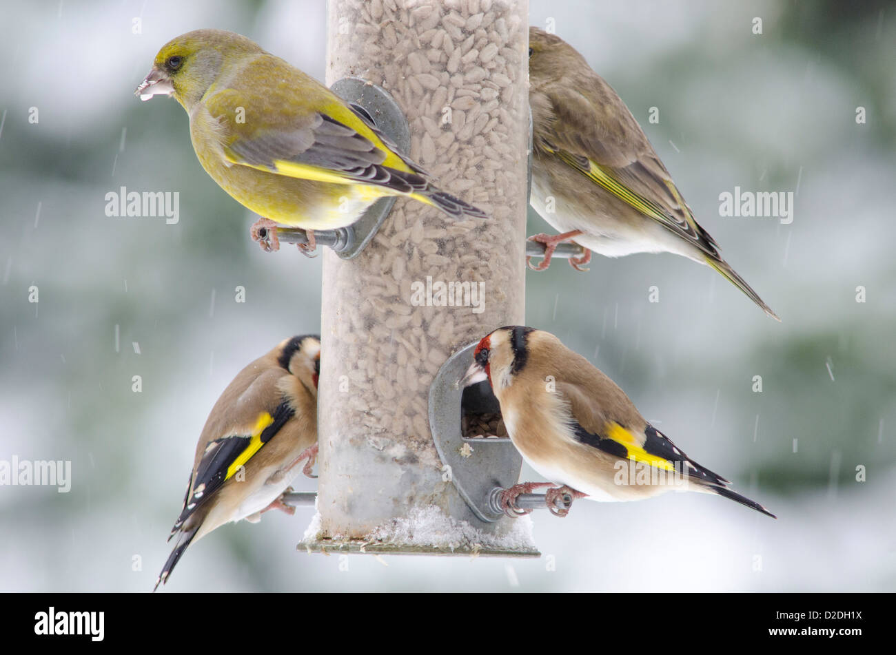European Goldfinch [Carduelis carduelis] and Greenfinch [Carduelis chloris] on bird feeder filled with sunflower hearts. Snowing Stock Photo