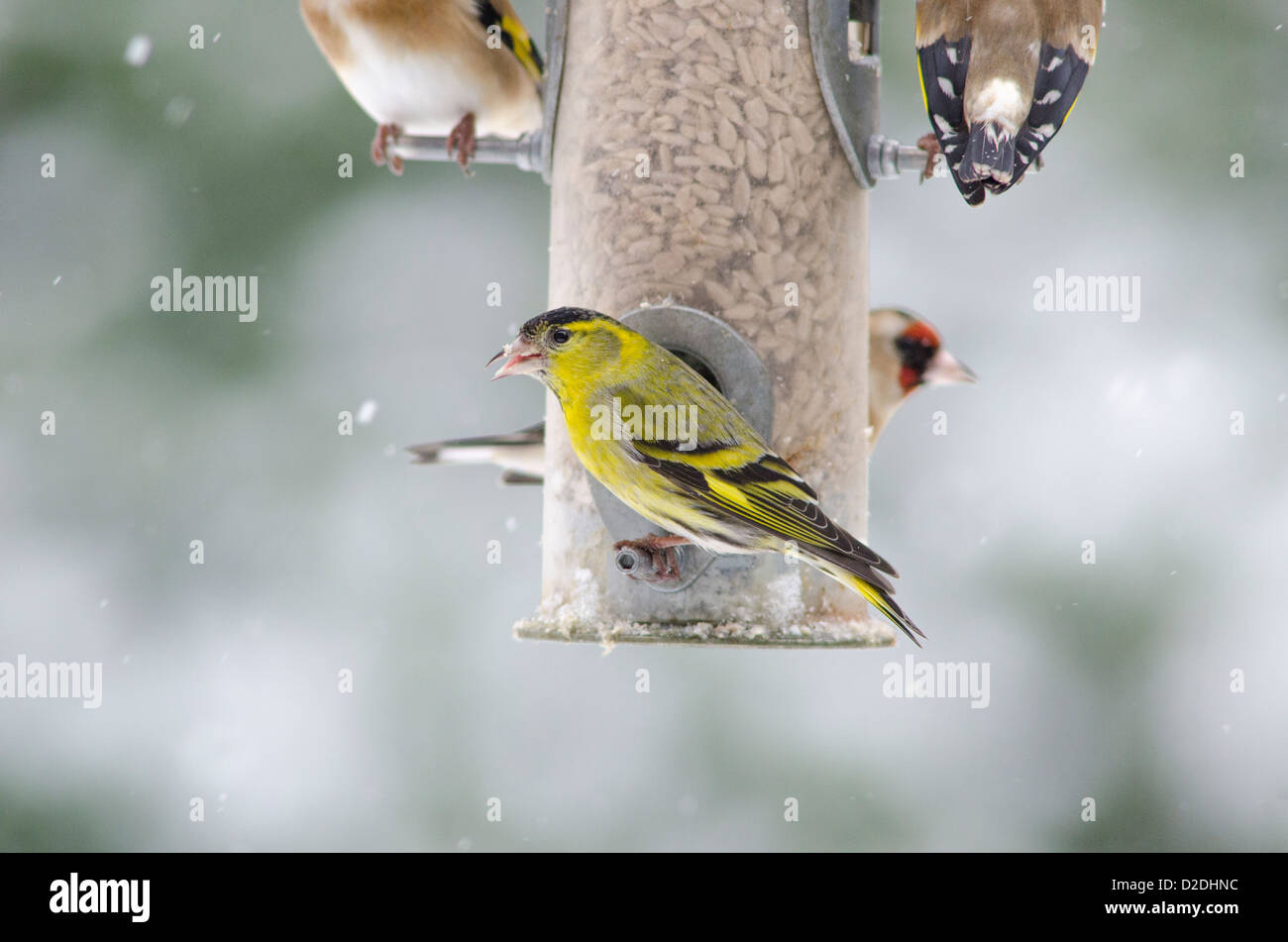 Eurasian or European Siskin [Carduelis spinus] and European Goldfinch [Carduelis carduelis] on bird feeder . Sunflower hearts Stock Photo