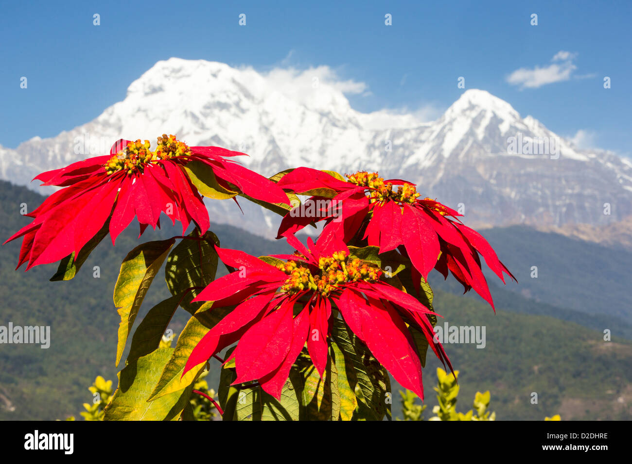 Poinsettia trees flowering in the Himalayas near Pokhara, Nepal, with Annapurna South in the