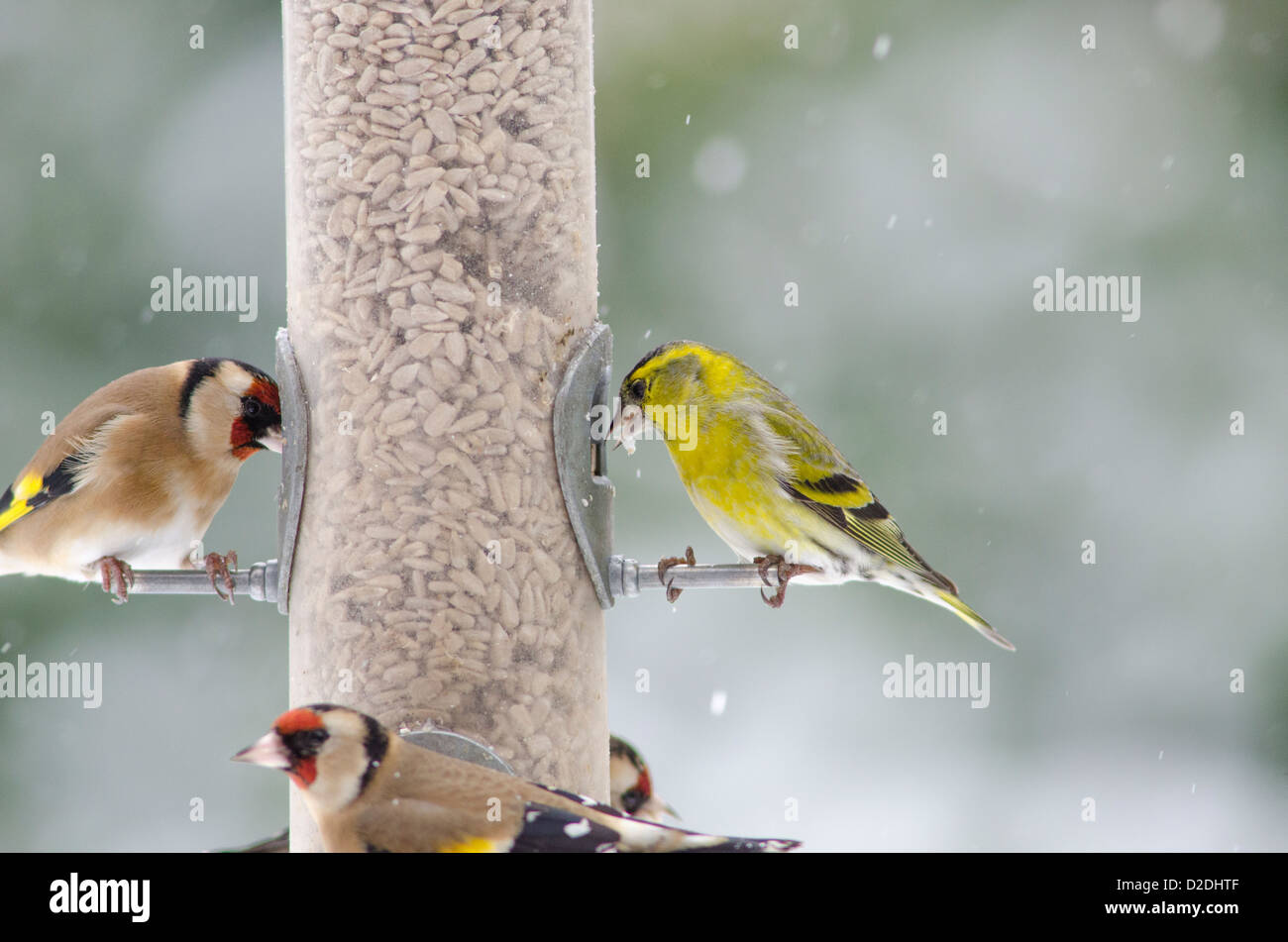 European Goldfinch Snow High Resolution Stock Photography and Images