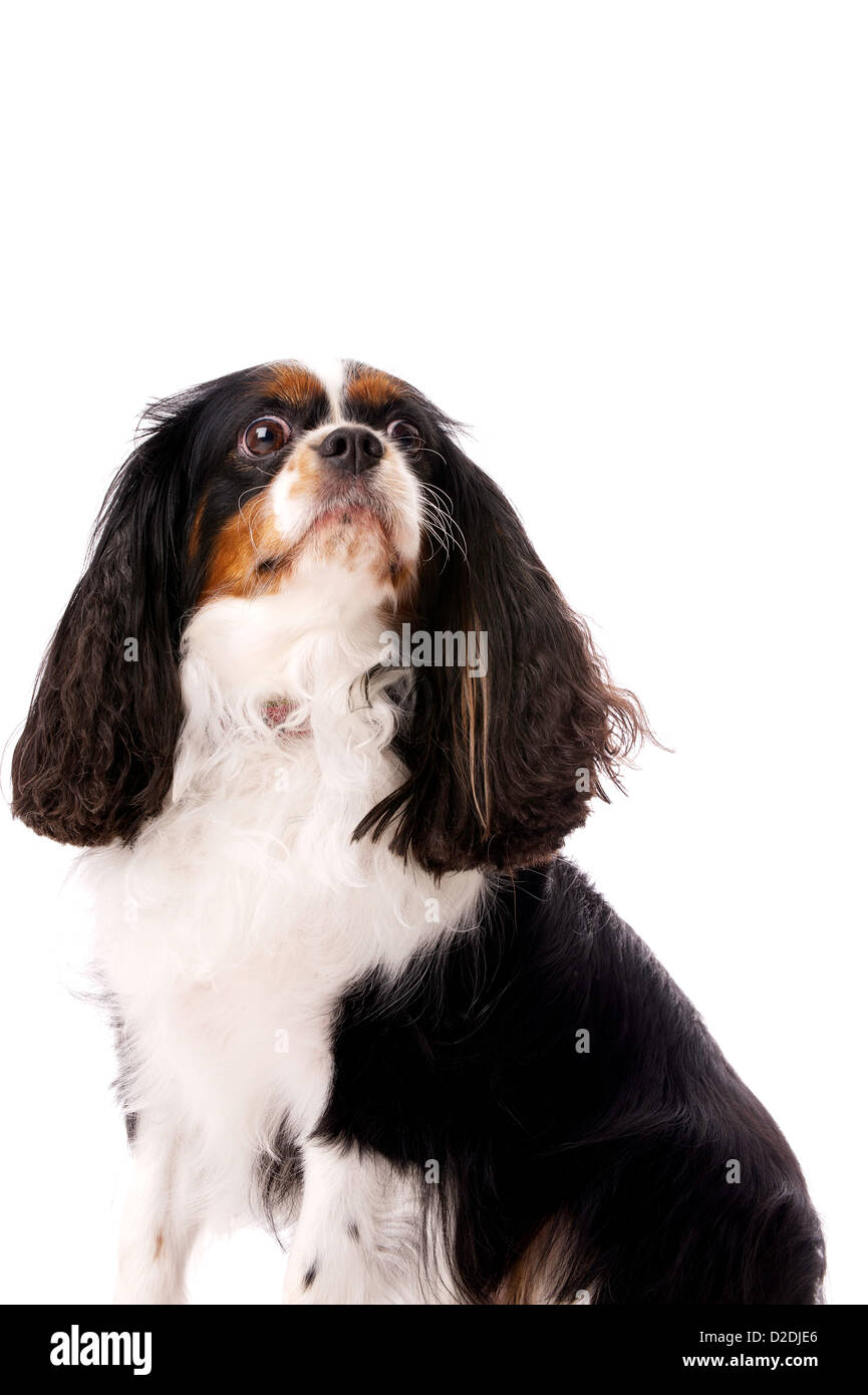 Long Haired King Charles Spaniel Dog Sitting Isolated On A White