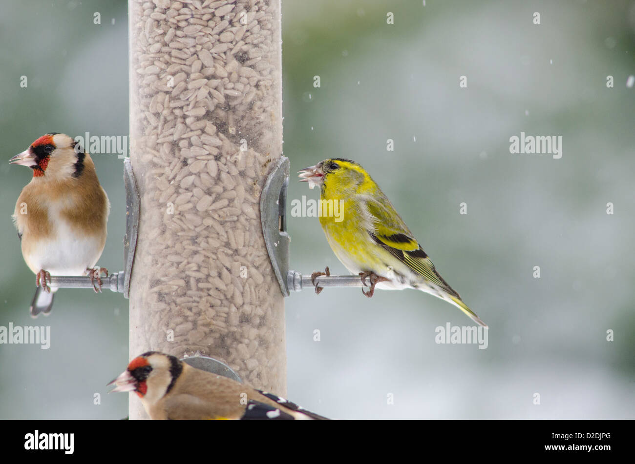 Eurasian or European Siskin [Carduelis spinus] and European Goldfinch [Carduelis carduelis] on bird feeder Stock Photo