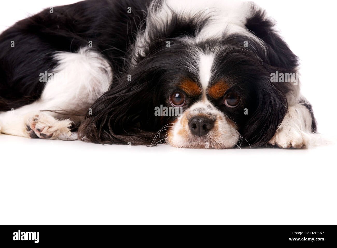 Long Haired King Charles Spaniel Dog Laid Isolated On A White