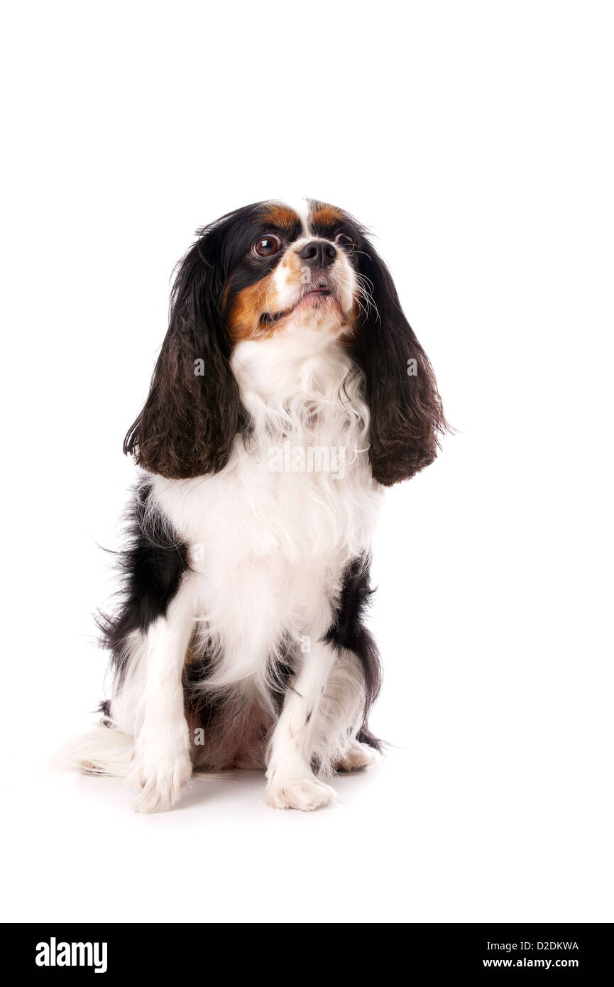 Long Haired King Charles Spaniel Dog Sitting Isolated On A White