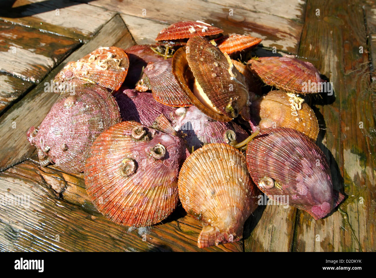 Scallops mollusc hires stock photography and images Alamy