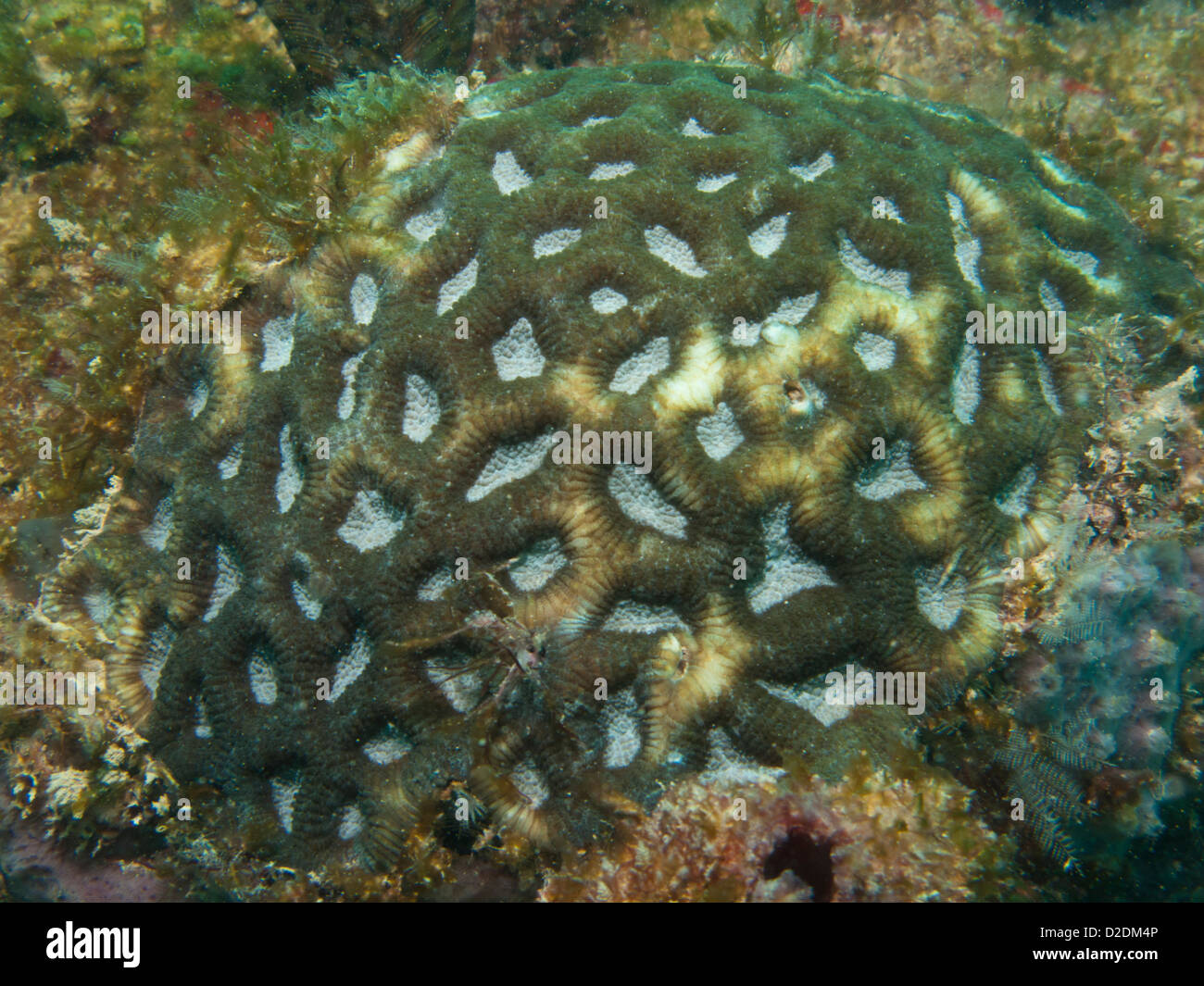underwater Brain coral genus mussismilia, endemic to Brazil. Barra de Camaragibe, Alagoas, Brazil Stock Photo