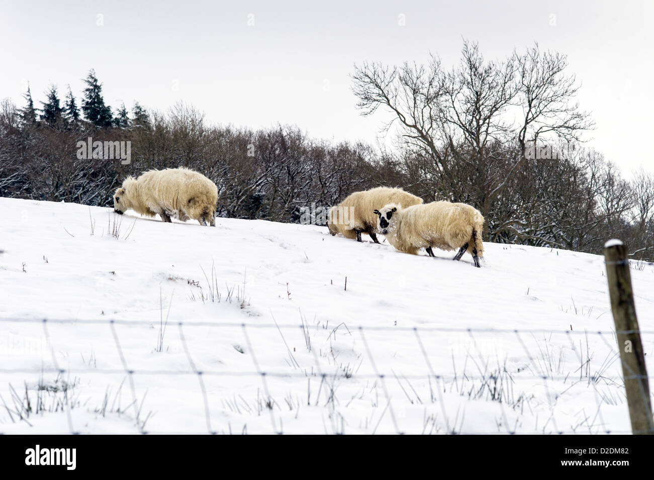 Looking up on Welsh hill speckled face sheep dig through snow on the hillside for buried grass. snow is clinging to their fleece Stock Photo