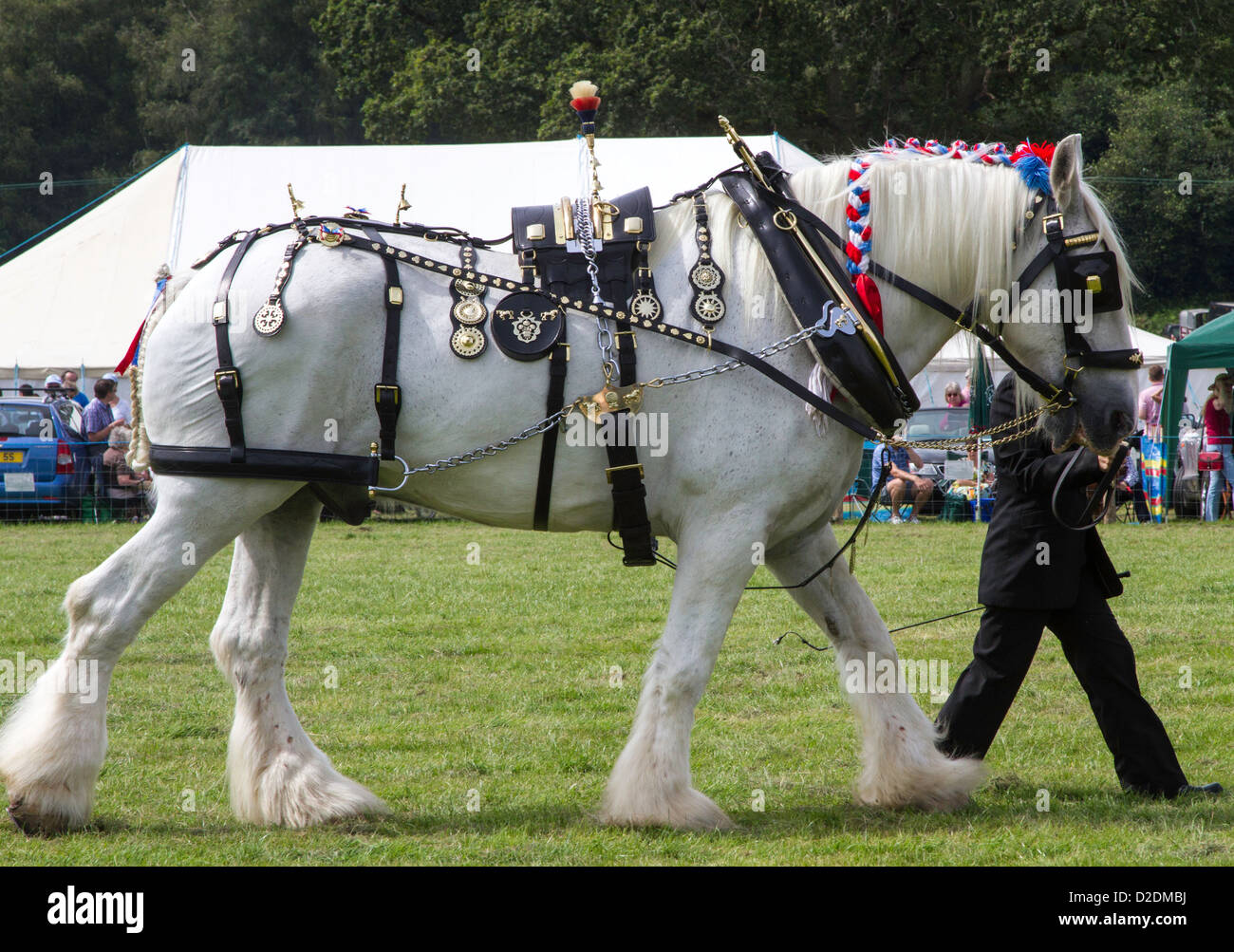 Heavy horse in harness hires stock photography and images Alamy