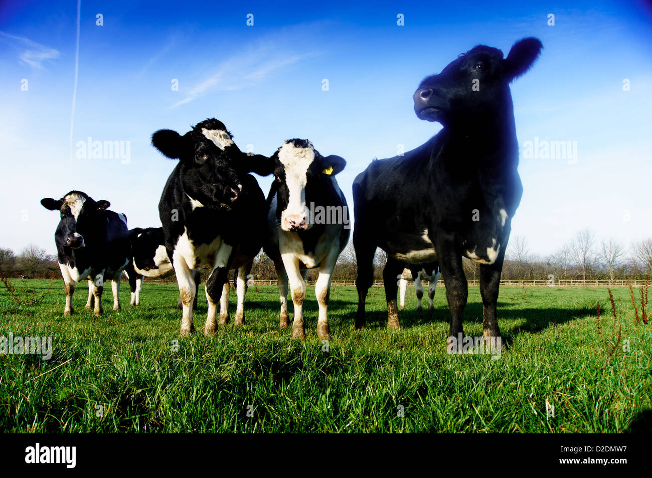 Friesian Dairy cows grazing in a field on the north downs at Upper Gatton, near Reigate, Surrey Stock Photo