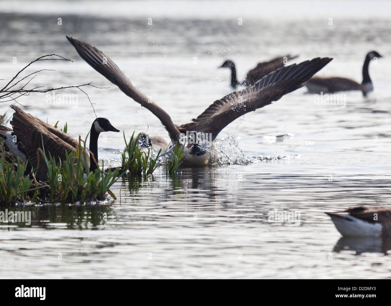 Aggressive Canada Geese (Branta Canadensis) Disputing Territory Stock