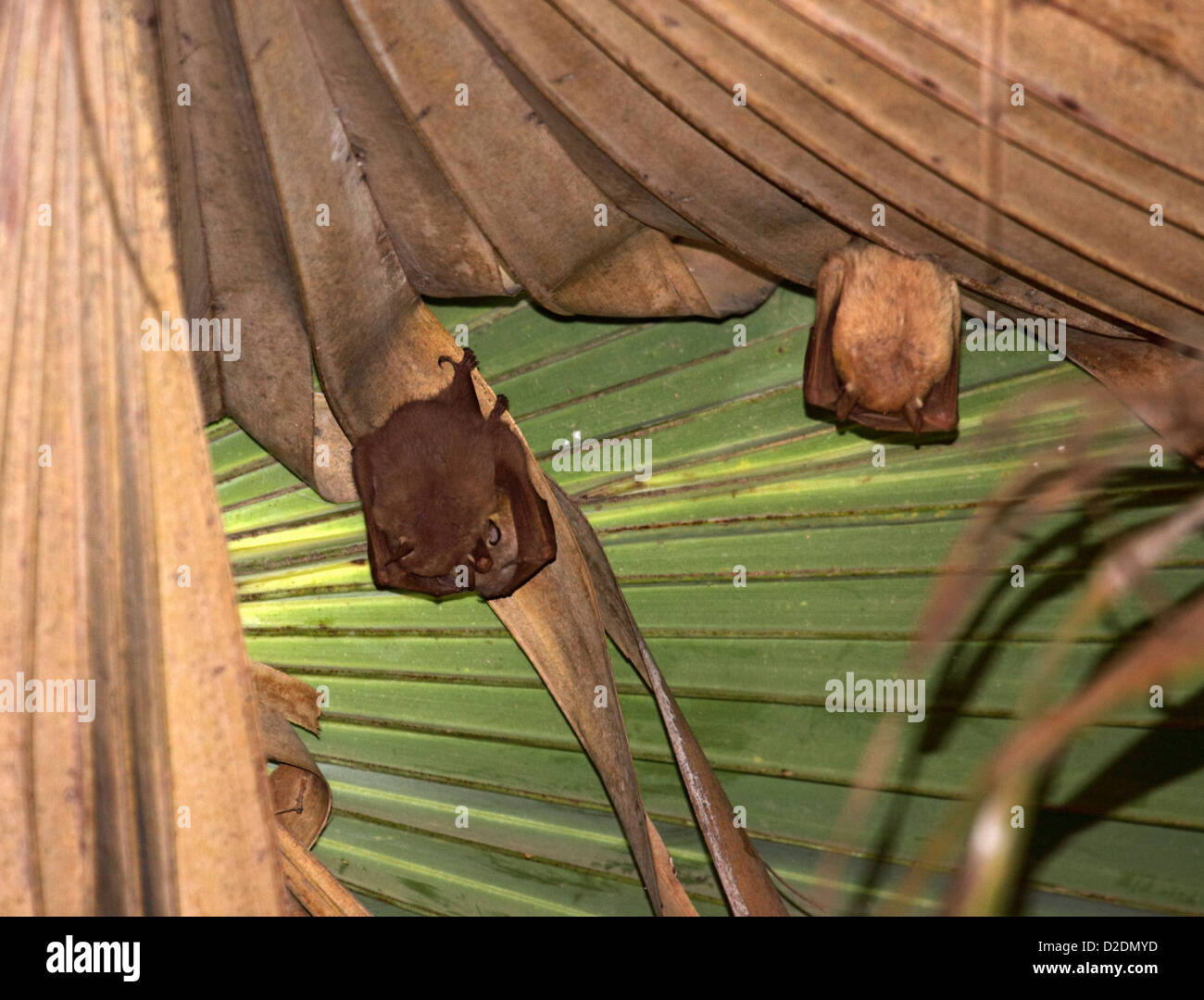 Fruit bats roosting under palm fronds in The Gambia Stock Photo Alamy