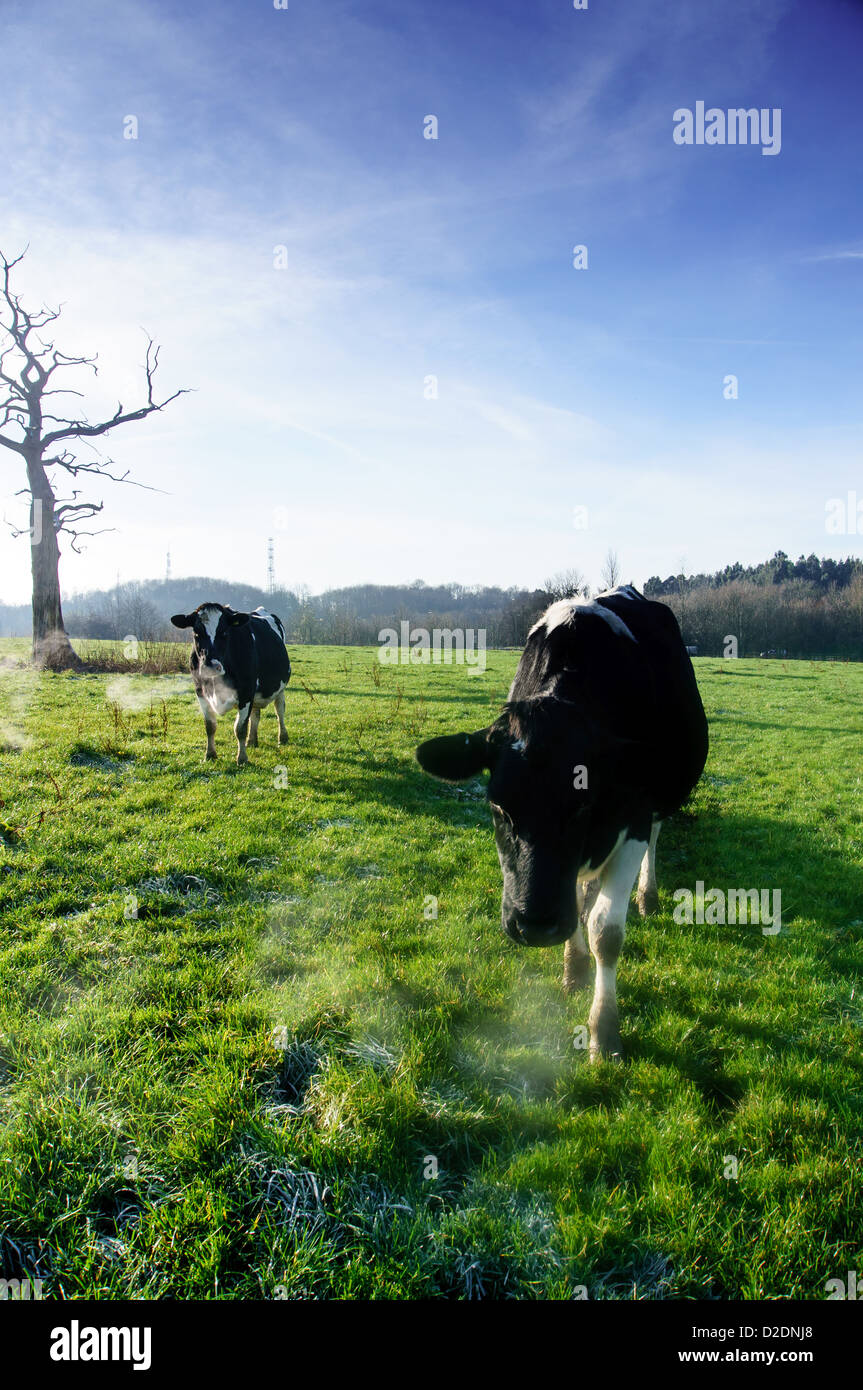 Fresian Dairy cows grazing in a field on the north downs at Upper Gatton, near Reigate, Surrey Stock Photo