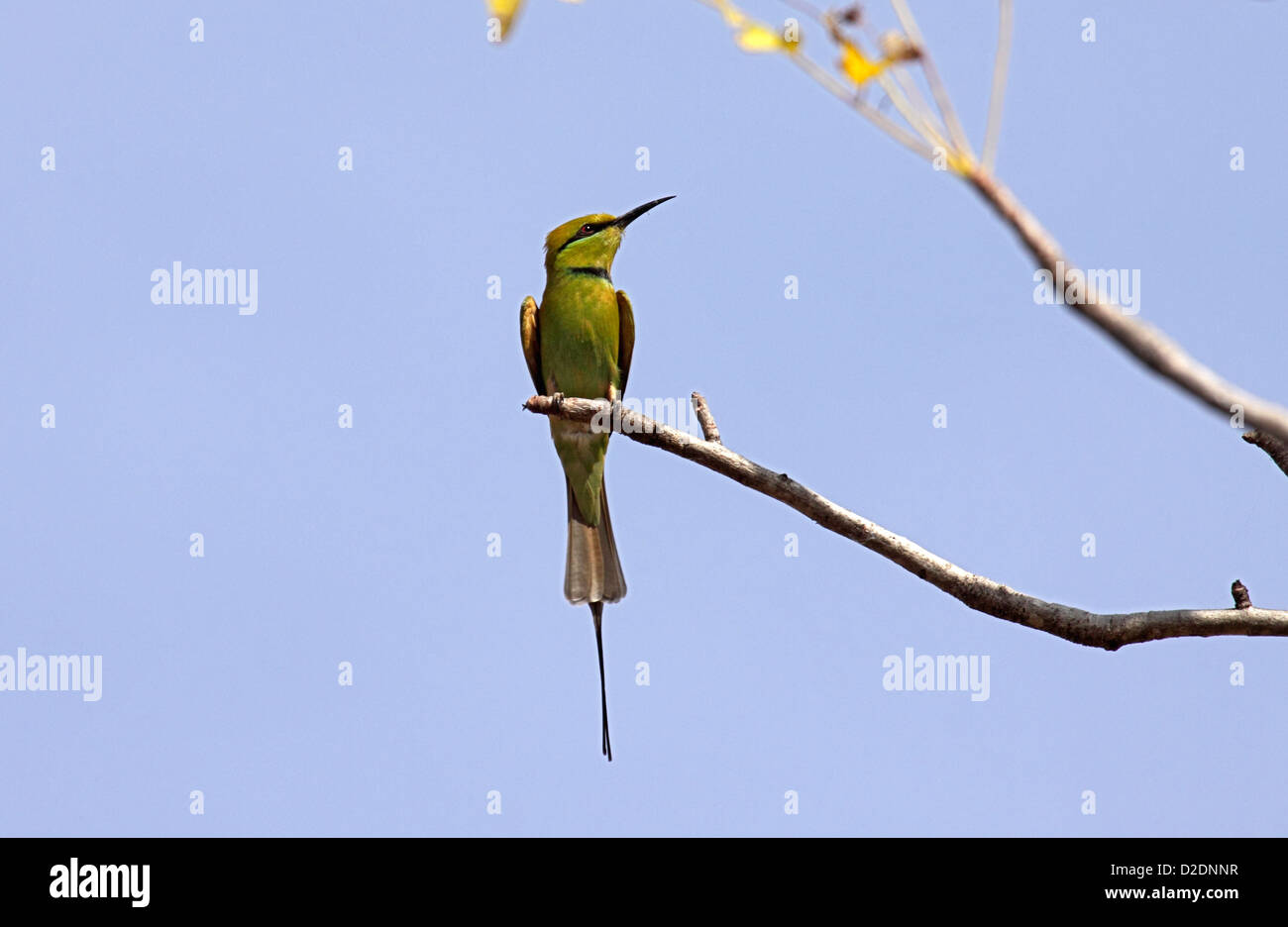 Little green bee eater hi-res stock photography and images - Alamy