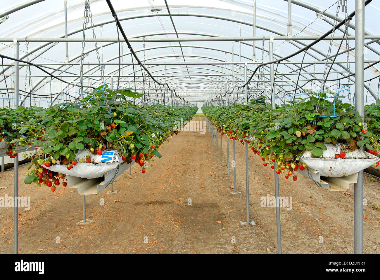 France, Aude department, a large strawberry greenhouse Stock Photo - Alamy