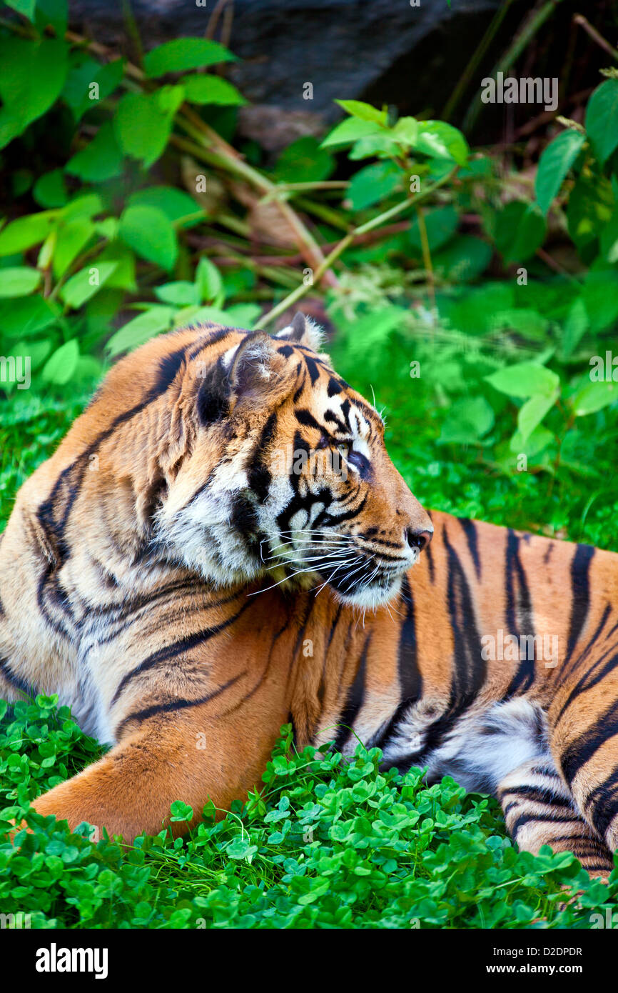 Malayan tiger hi-res stock photography and images - Alamy