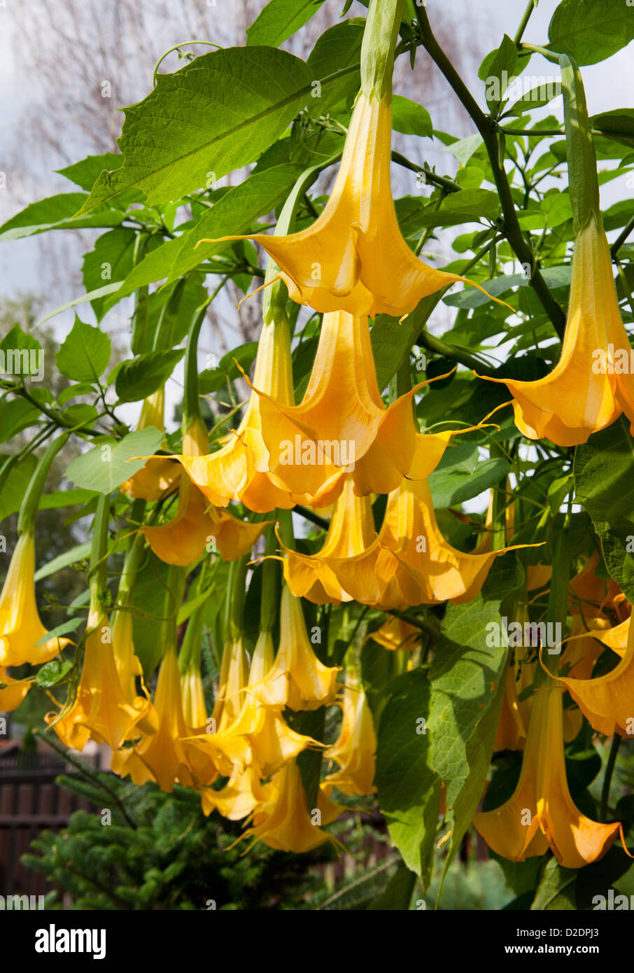 yellow Brugmansia or Angels Trumpets or Datura Stock Photo - Alamy